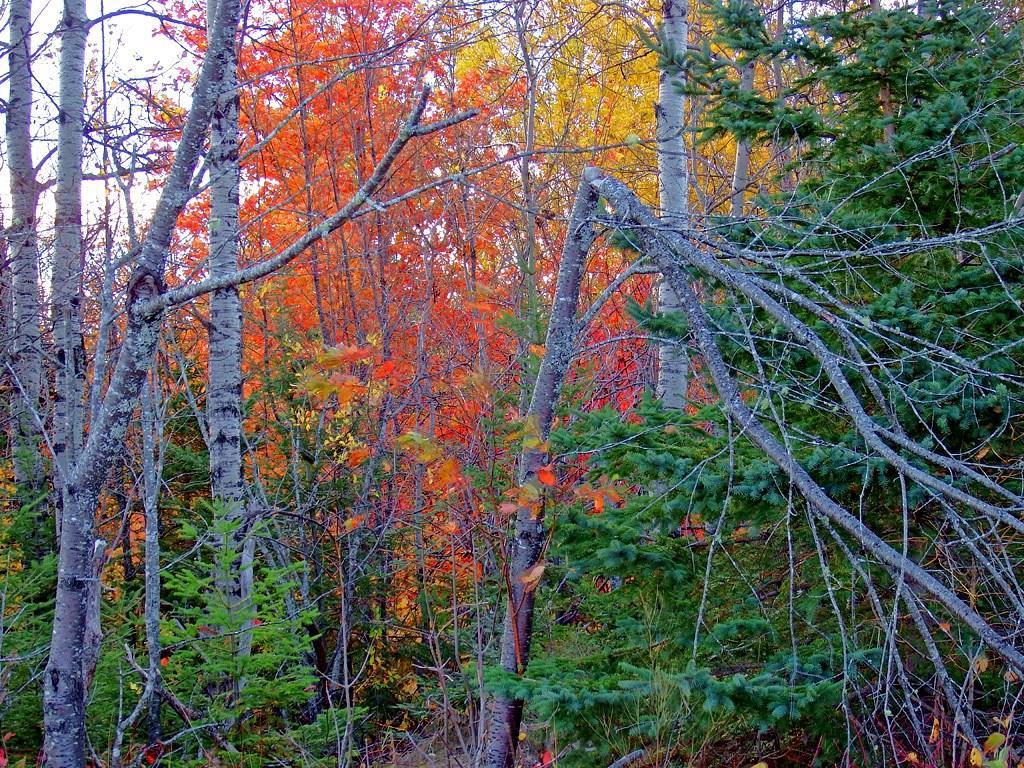 Lot 32 B Road Houlton, ME 04730 - Photo 18 of 35 Photo