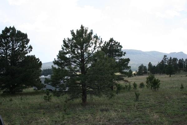 Lz L Z Ranch Road Alpine, AZ 85920 - Photo 1 of 13