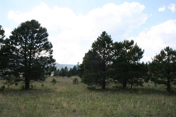 Lz L Z Ranch Road Alpine, AZ 85920 - Photo 11 of 13
