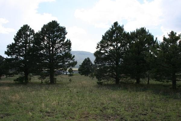 Lz L Z Ranch Road Alpine, AZ 85920 - Photo 4 of 13