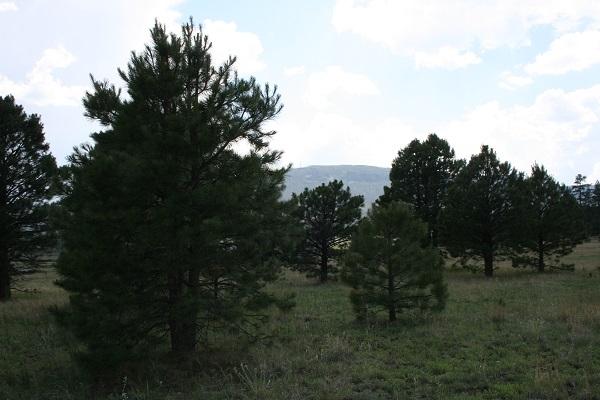 Lz L Z Ranch Road Alpine, AZ 85920 - Photo 5 of 13