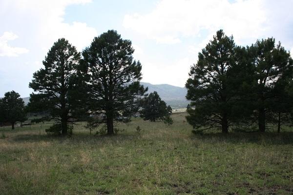 Lz L Z Ranch Road Alpine, AZ 85920 - Photo 6 of 13