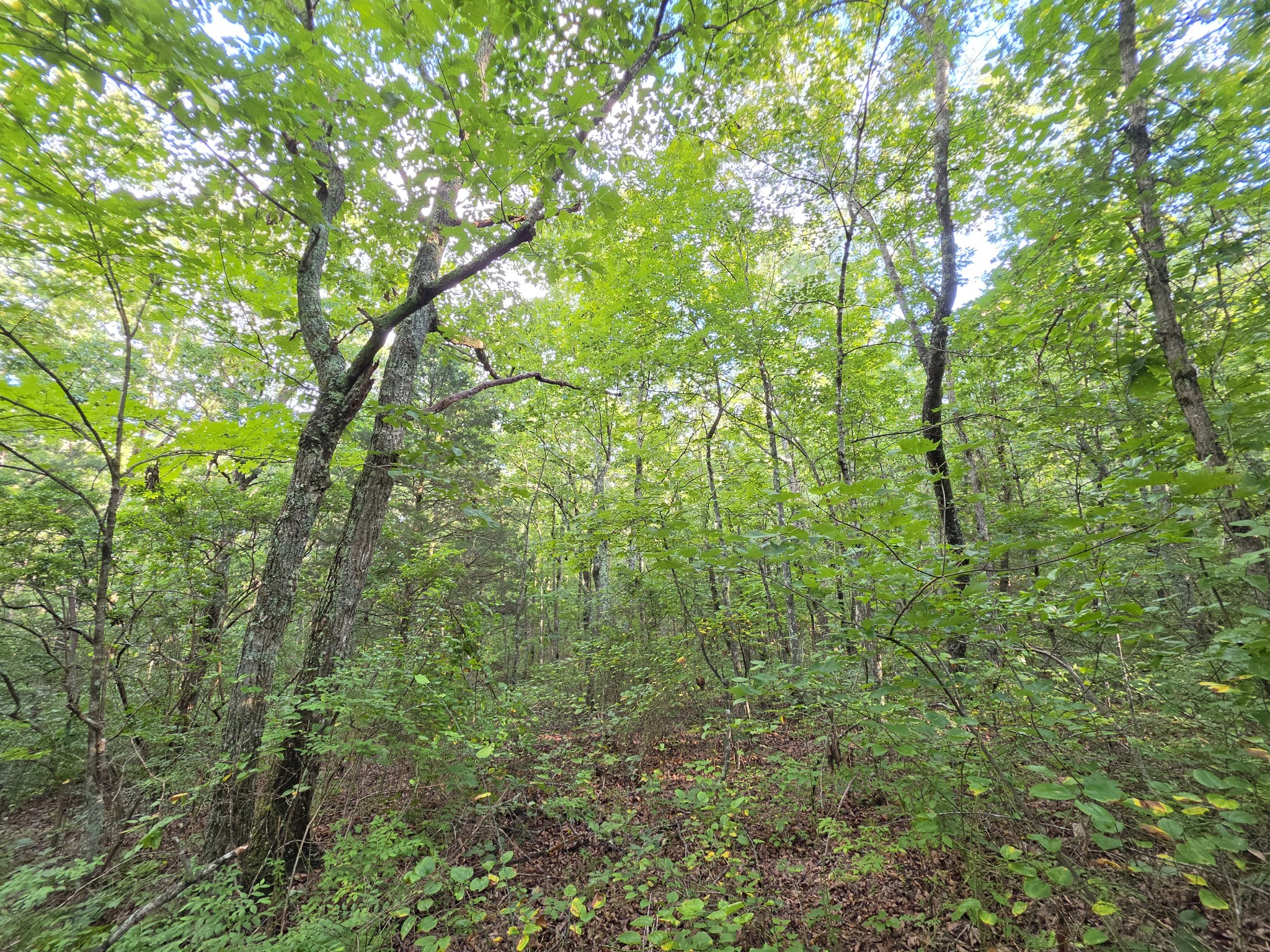 18 Meyers Road Altamont, TN 37301 - Photo 9 of 21 Gallery Image 9