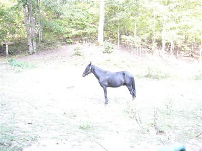 400 Maddie School Road Irvine, KY 40336 - Photo 4 of 5 Photo 4