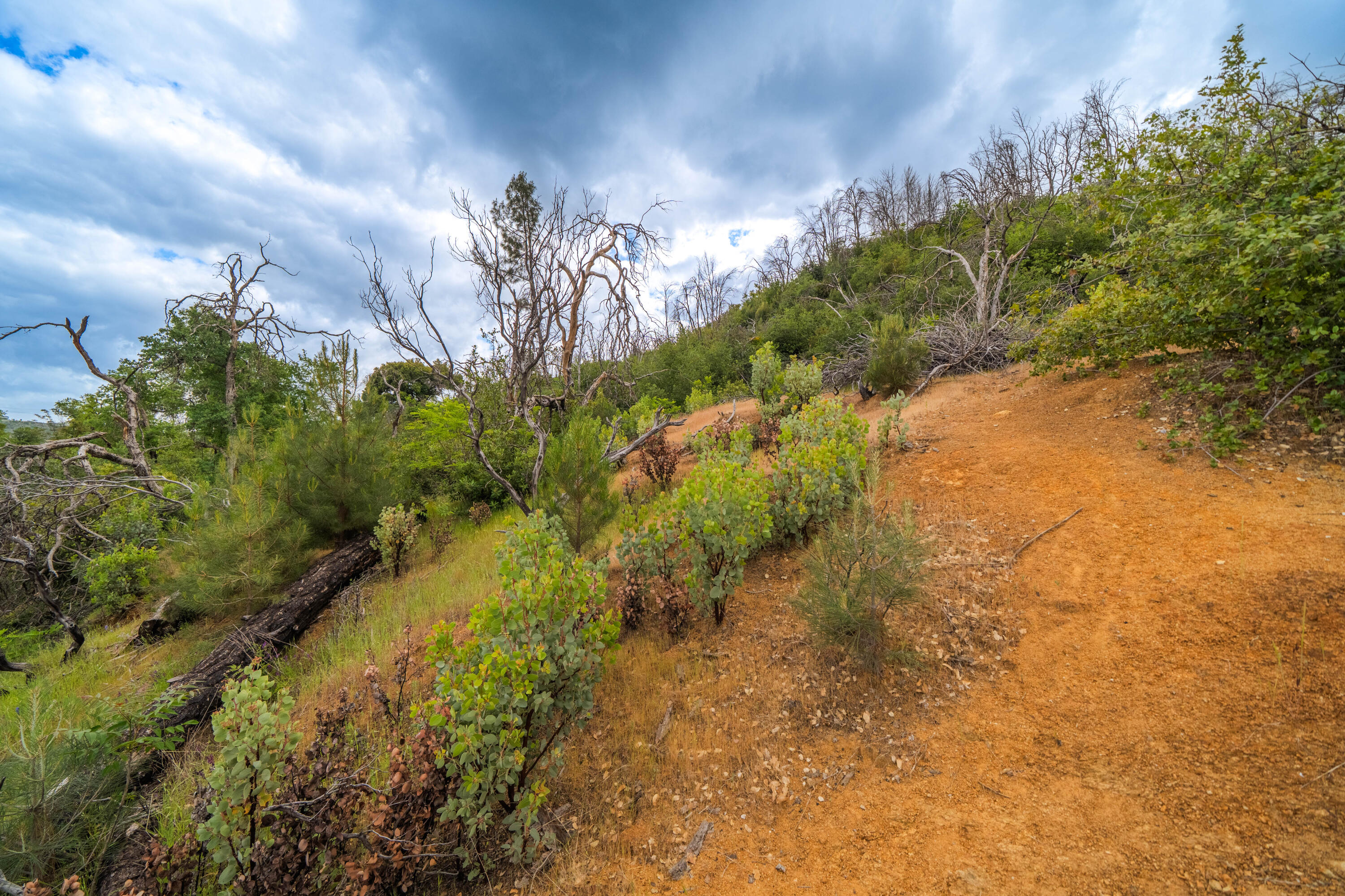 0 High Street Shasta, CA 96087 - Photo 7 of 14 a view of a yard with plants and a bench