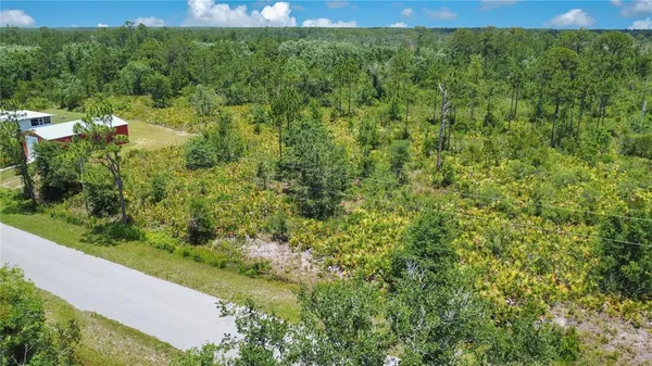 a view of a yard with plants and large trees