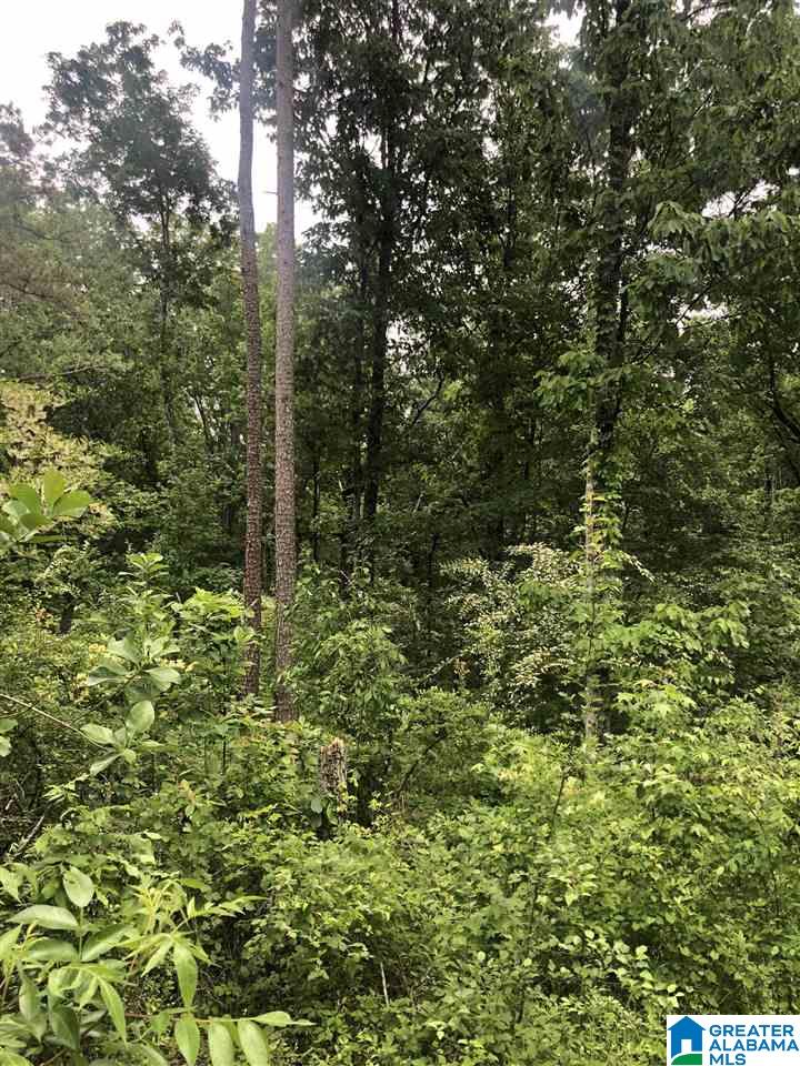 0 Springs Cove Road, Unit O Warrior, AL 35180 - Photo 1 of 1
