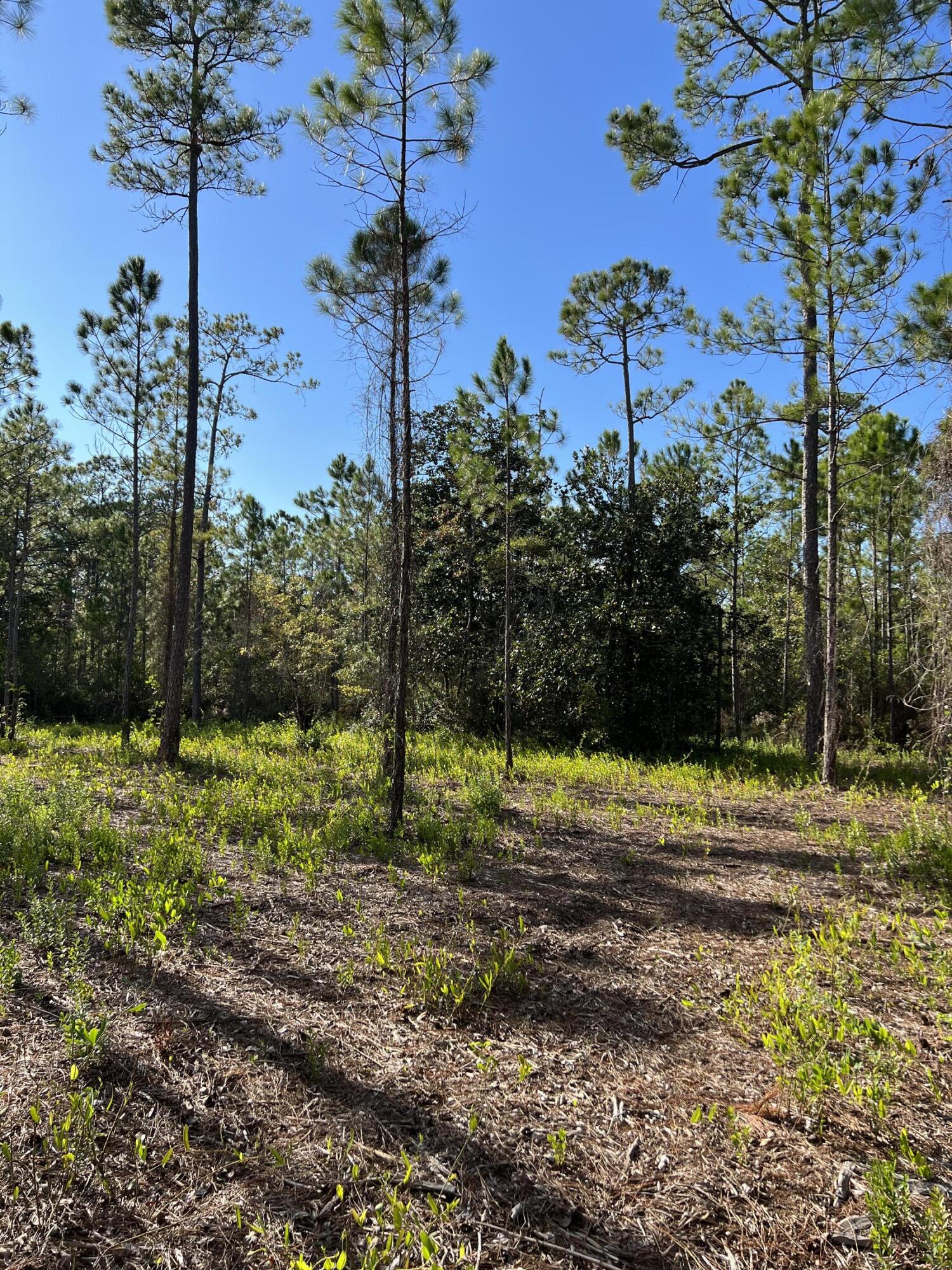 7.25-acres Jolly Bay Road Freeport, FL 32439 - Photo 13 of 22 IMG_5625