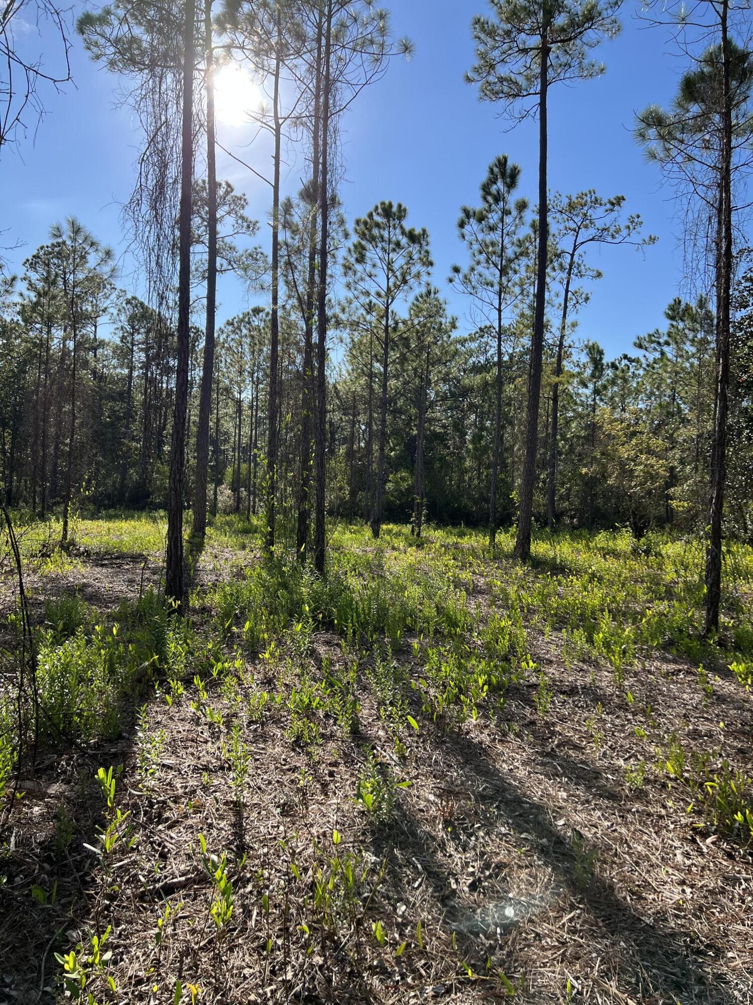 7.25-acres Jolly Bay Road Freeport, FL 32439 - Photo 14 of 22 IMG_5626