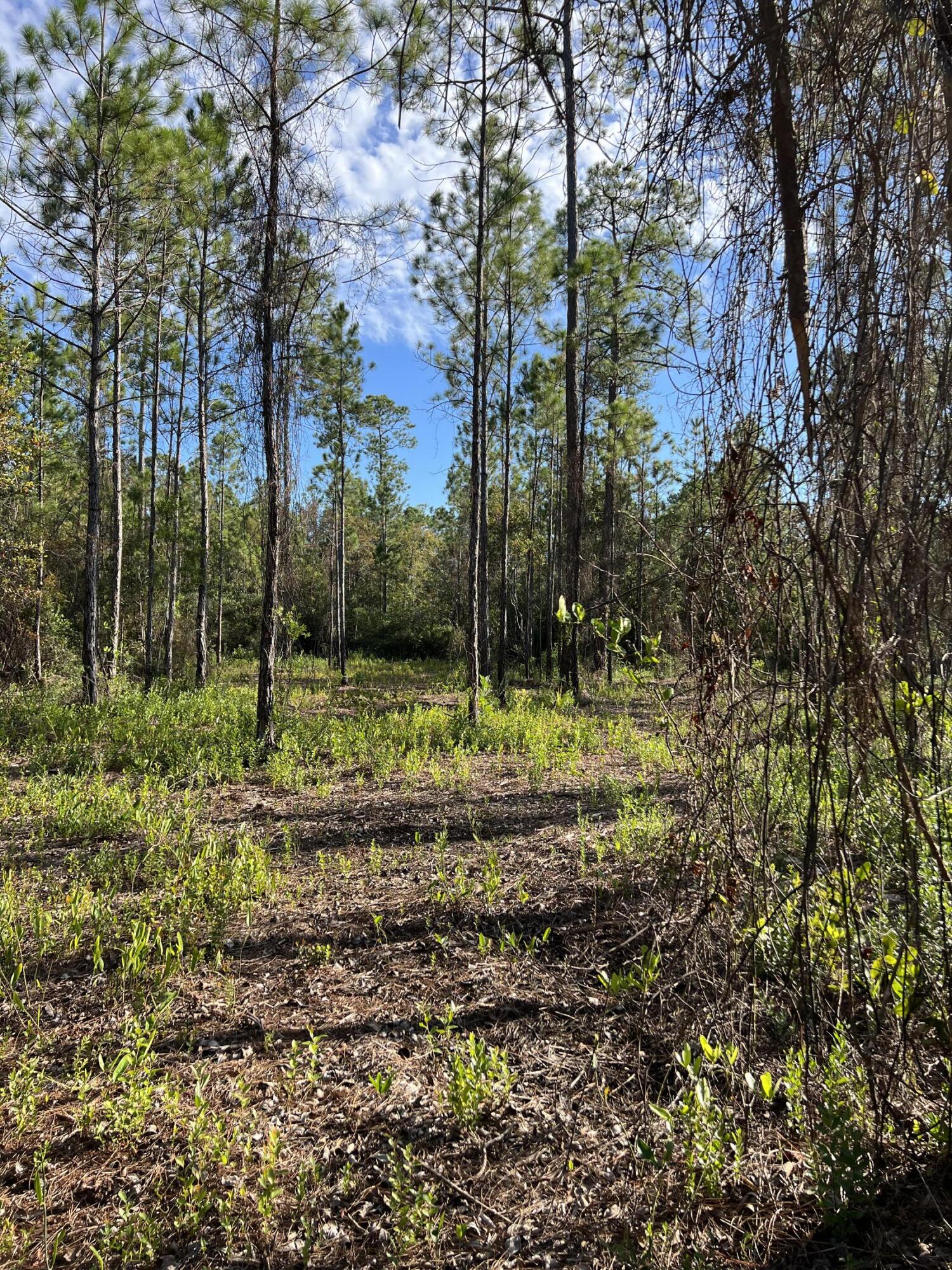 7.25-acres Jolly Bay Road Freeport, FL 32439 - Photo 17 of 22 IMG_5629