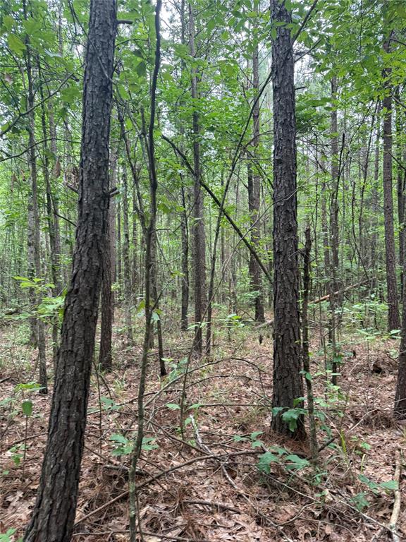 0 Crouch Road, Unit 4 Benton, LA 71006 - Photo 4 of 7 View of wooded area found on Lot 4