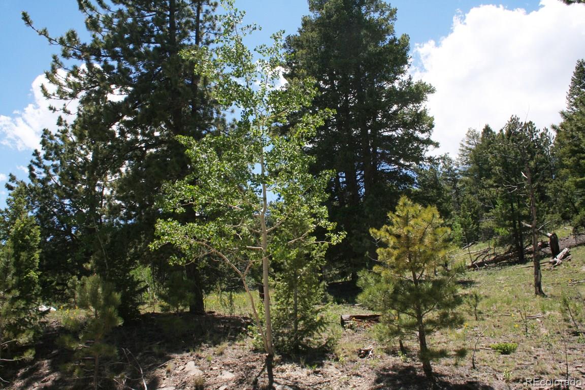322 Bellows Road Hartsel, CO 80449 - Photo 3 of 18 a view of a tree