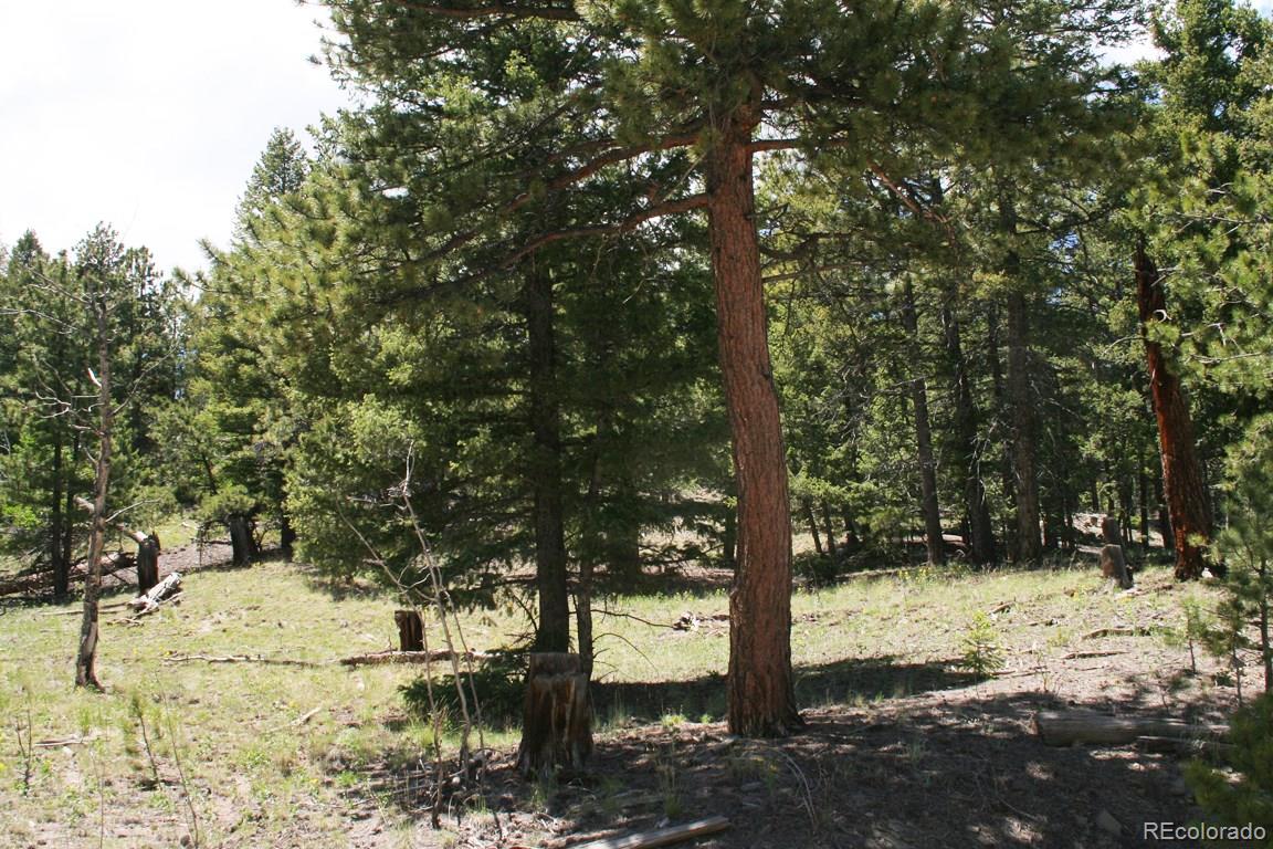 322 Bellows Road Hartsel, CO 80449 - Photo 4 of 18 a view of a yard with trees
