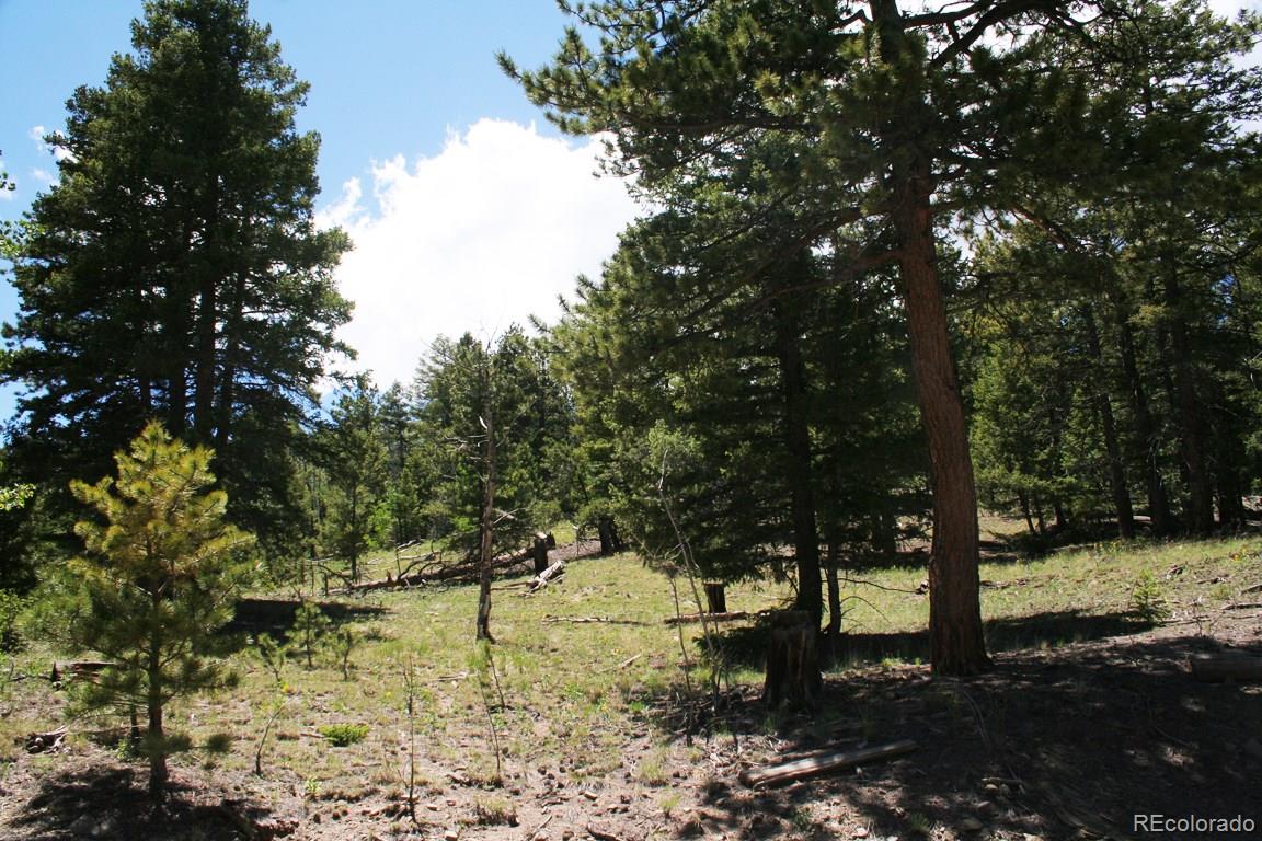 322 Bellows Road Hartsel, CO 80449 - Photo 5 of 18 a view of yard