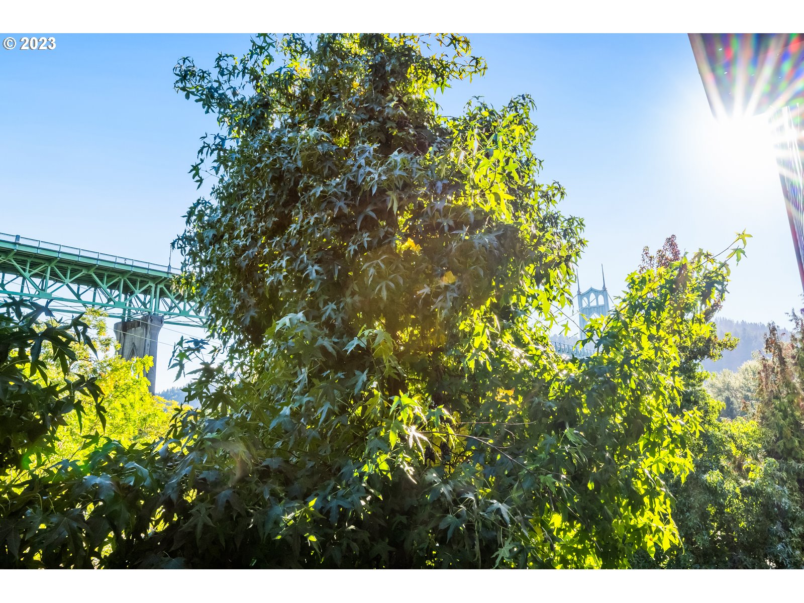 8712 North Decatur Street, Unit 201 Portland, OR 97203 - Photo 9 of 40 a view of a tree with a flower in a garden