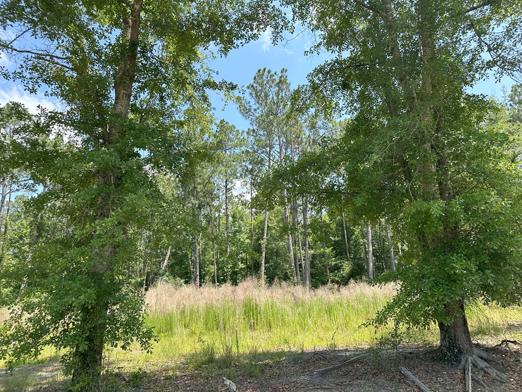Lot 7 South Springhill Road Gordon, AL 36343 - Photo 6 of 14