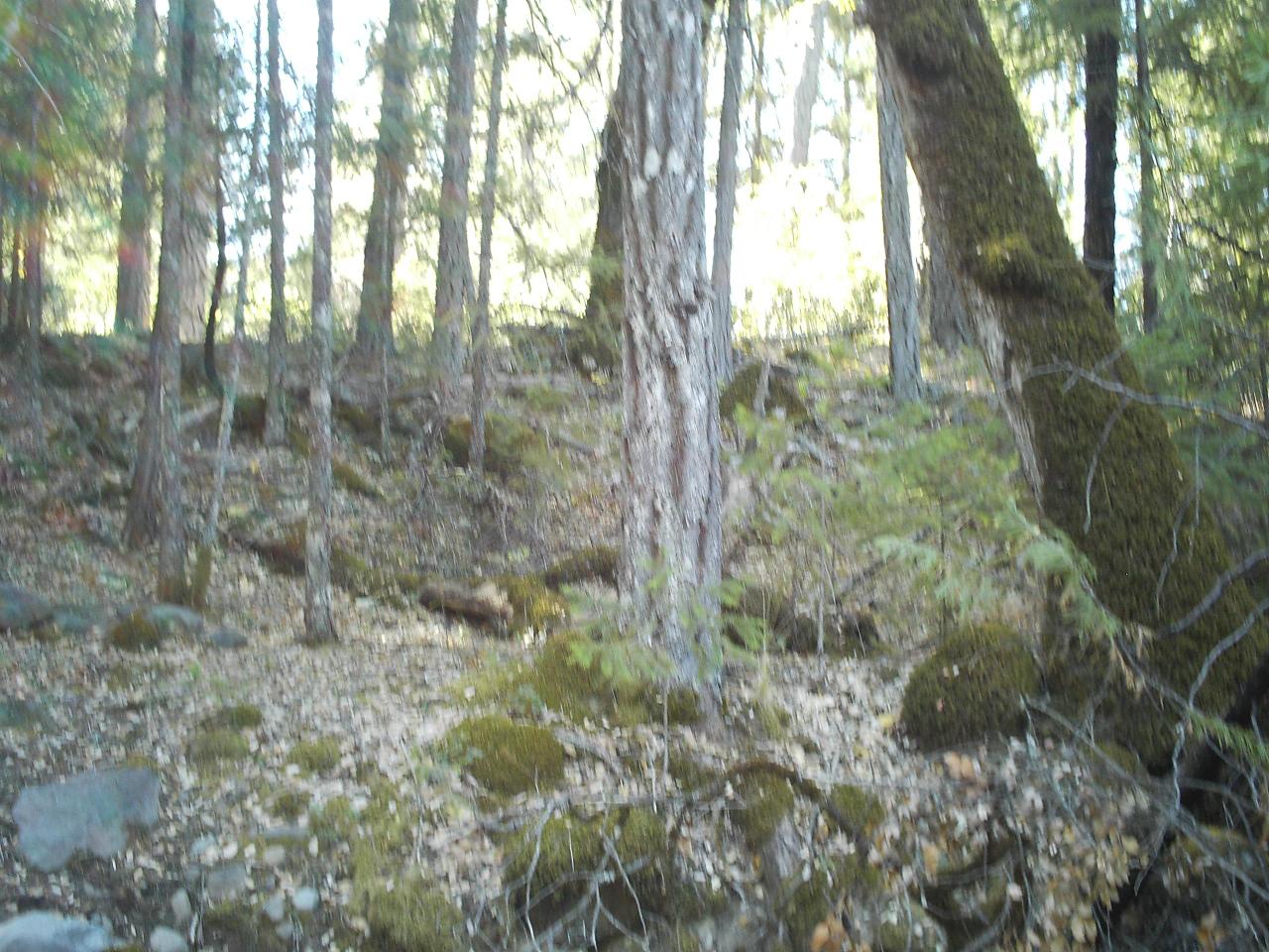 Looking up from creek.