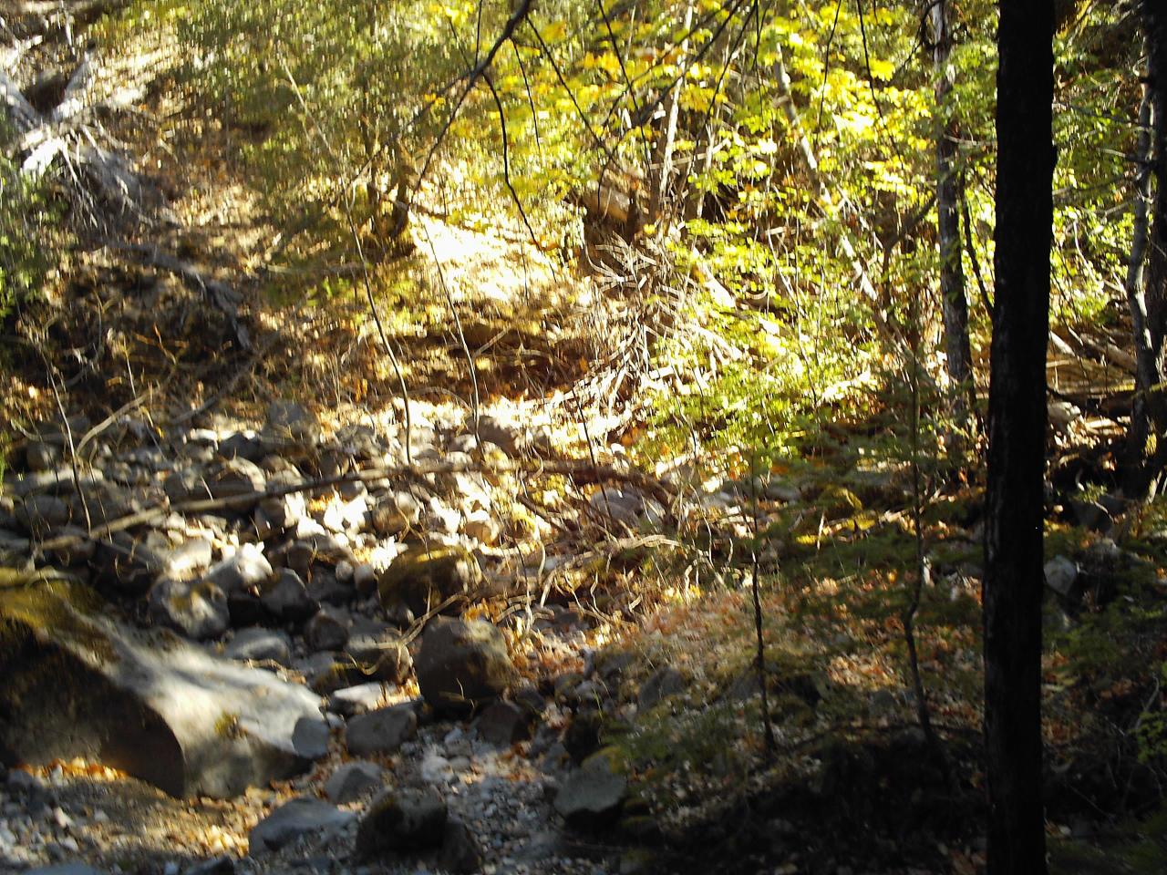 The Seasonal Creek Bed