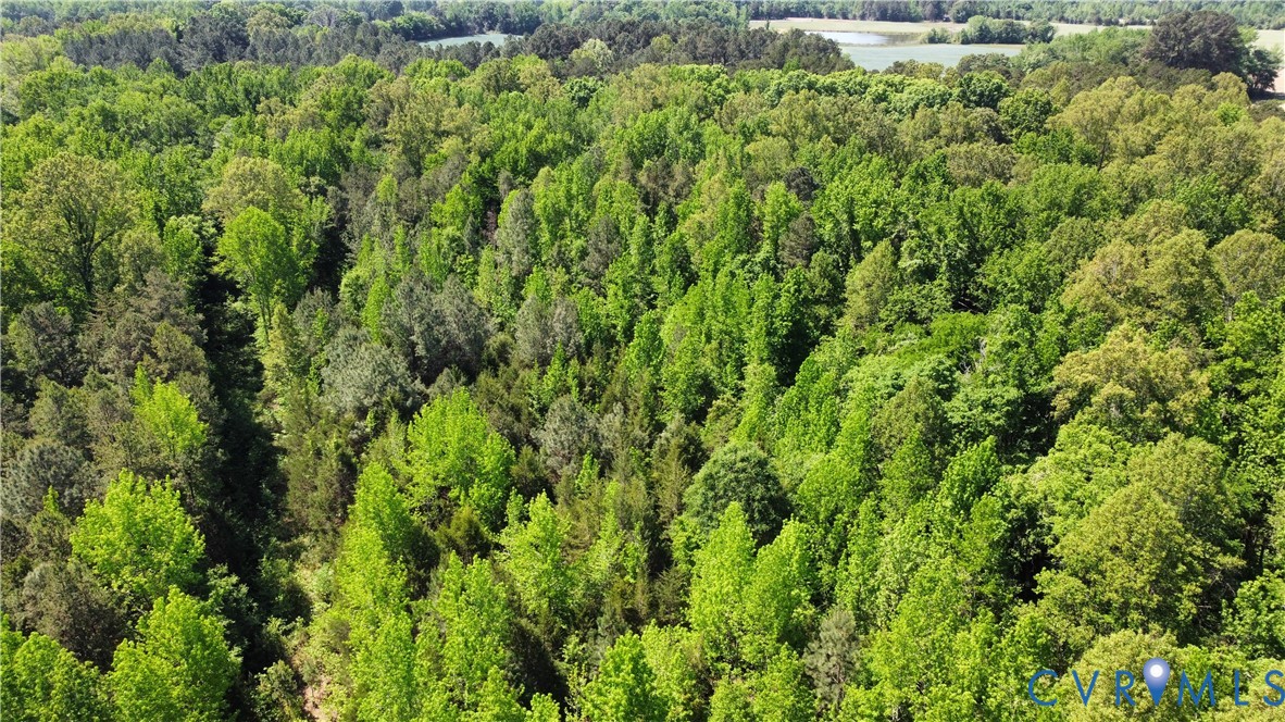 Tbd2 Pen Road Buffalo Junction, VA 24529 - Photo 4 of 7 a view of a lush green forest with lots of trees