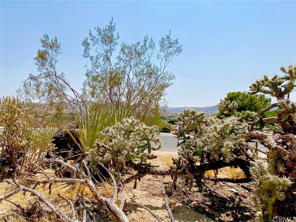 0 Morningside Road Joshua Tree, CA 92252 - Photo 8 of 8 Yuccas, Pencil chollas and creosotes.