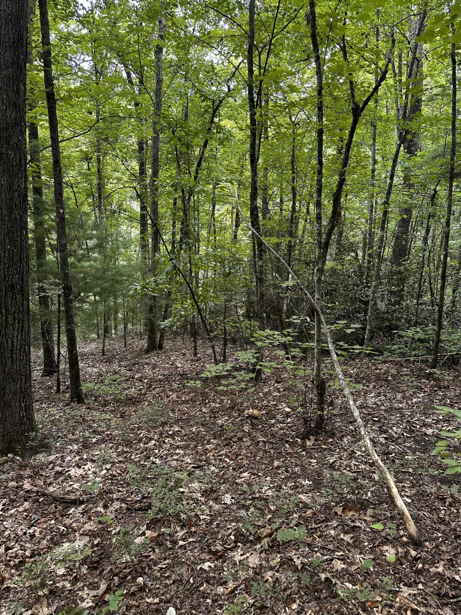 1158 Yellow Breeches Road Cosby, TN 37722 - Photo 38 of 44 Gallery Image 38