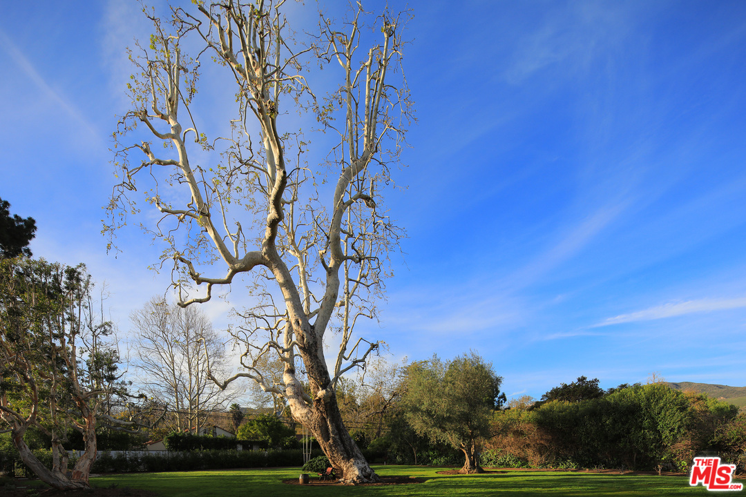 6152 Bonsall Drive Malibu, CA 90265 - Photo 25 of 26 a view of a yard with large trees