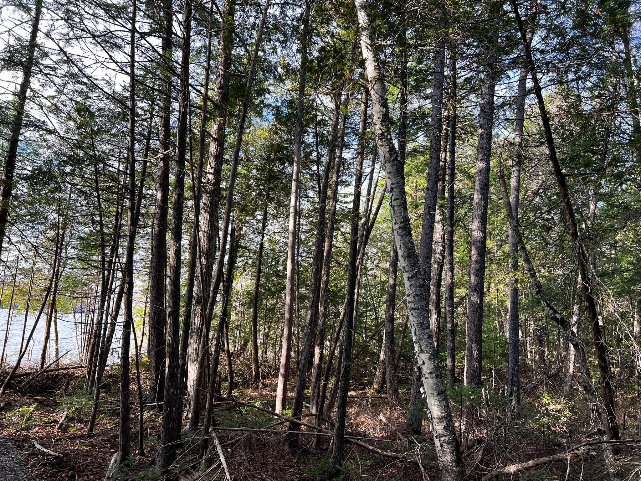 37 Woodland Ridge Road Danforth, ME 04424 - Photo 12 of 23 IMG_1925