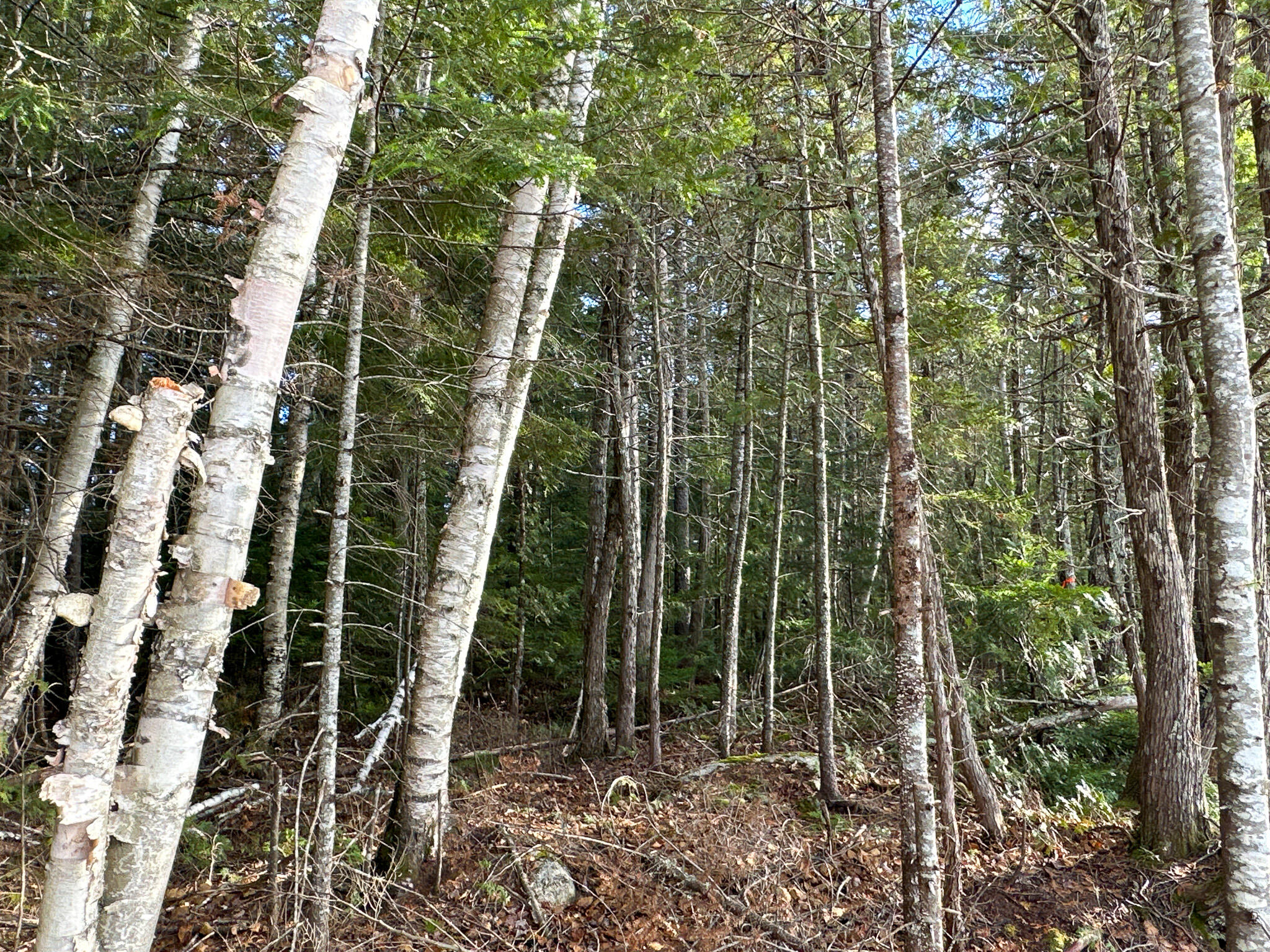 37 Woodland Ridge Road Danforth, ME 04424 - Photo 15 of 23 Photo Nov 12 2023, 1 22 34 PM