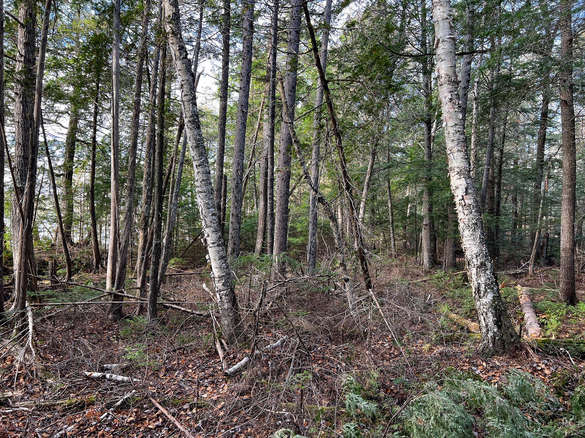 37 Woodland Ridge Road Danforth, ME 04424 - Photo 9 of 23 IMG_1922