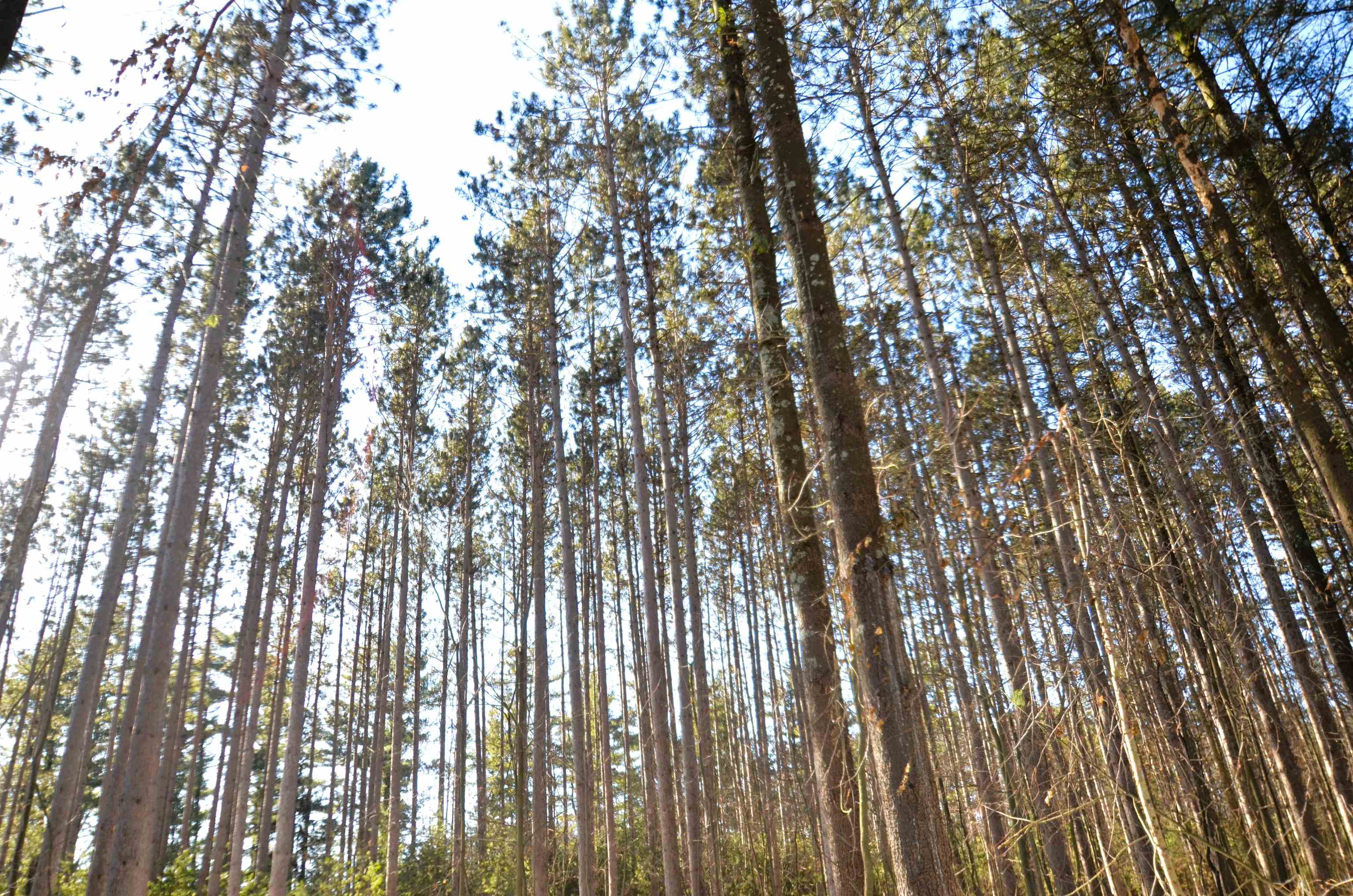 4106 Airport Road Oconto, WI 54153 - Photo 9 of 21