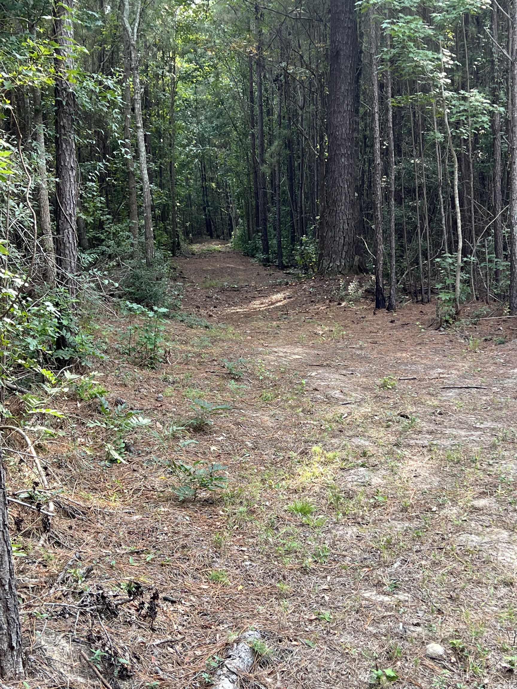 Tbd Oglethorpe Drive Andrews, SC 29510 - Photo 2 of 16