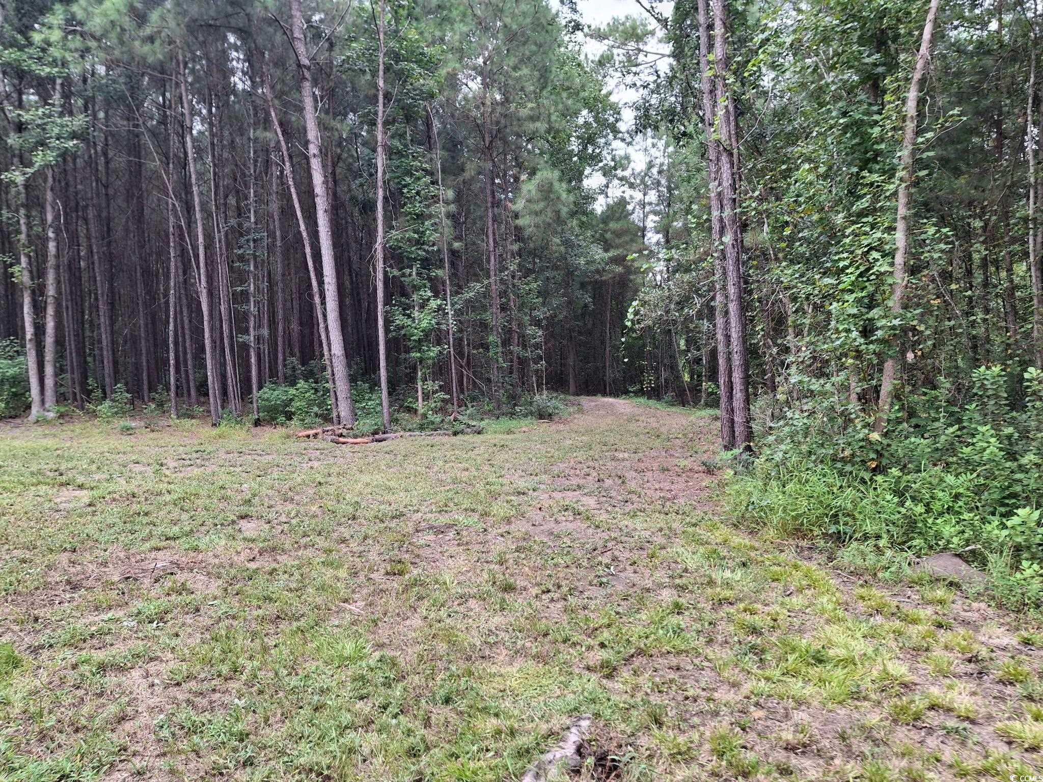 Tbd Oglethorpe Drive Andrews, SC 29510 - Photo 3 of 16