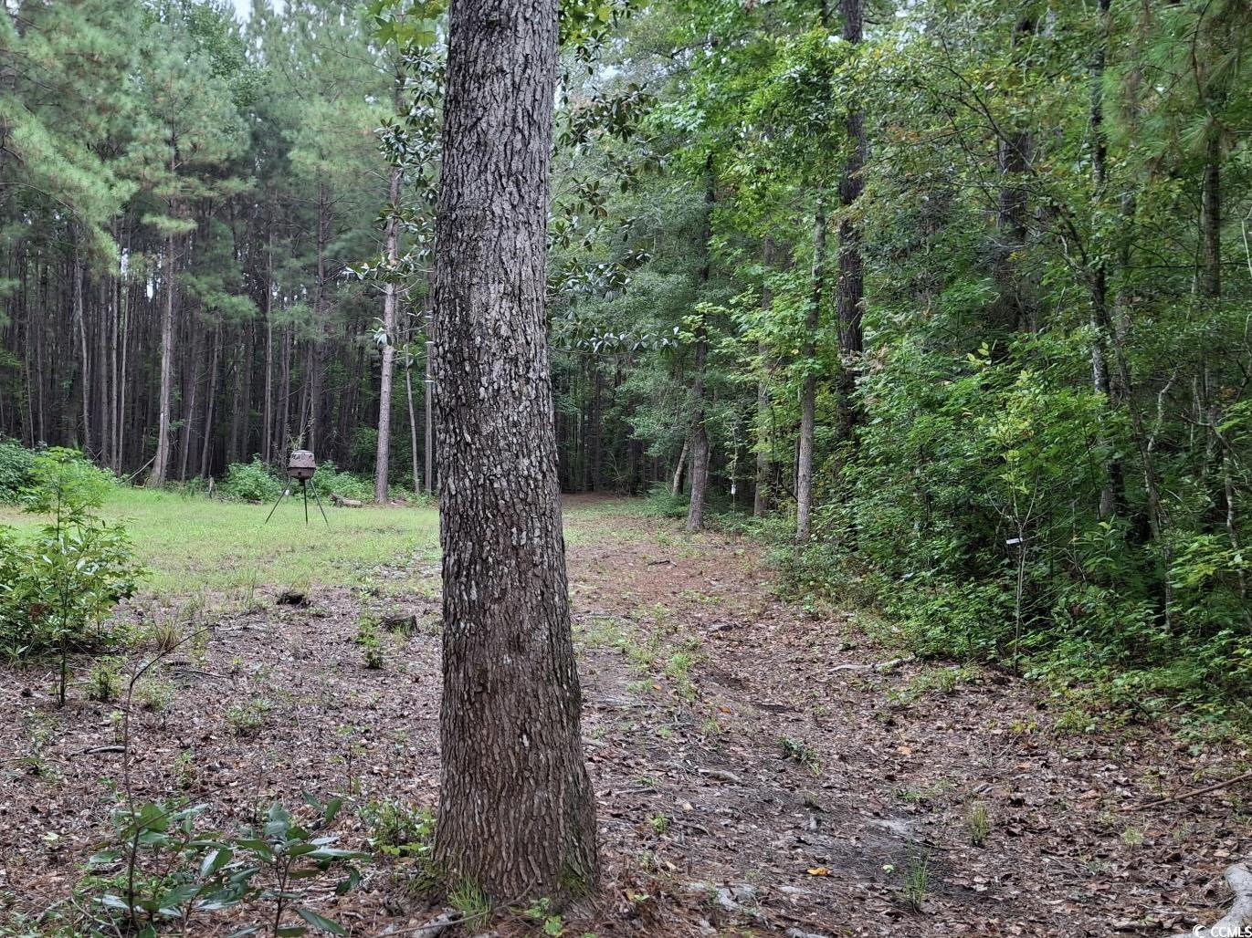 Tbd Oglethorpe Drive Andrews, SC 29510 - Photo 4 of 16