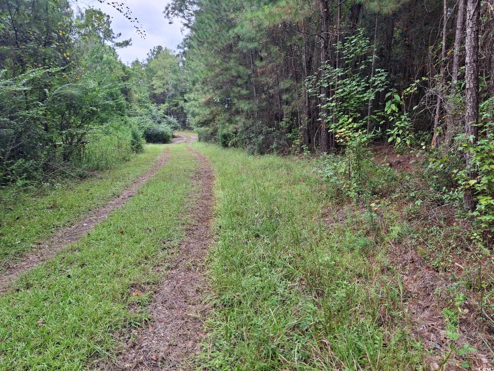 Tbd Oglethorpe Drive Andrews, SC 29510 - Photo 6 of 16