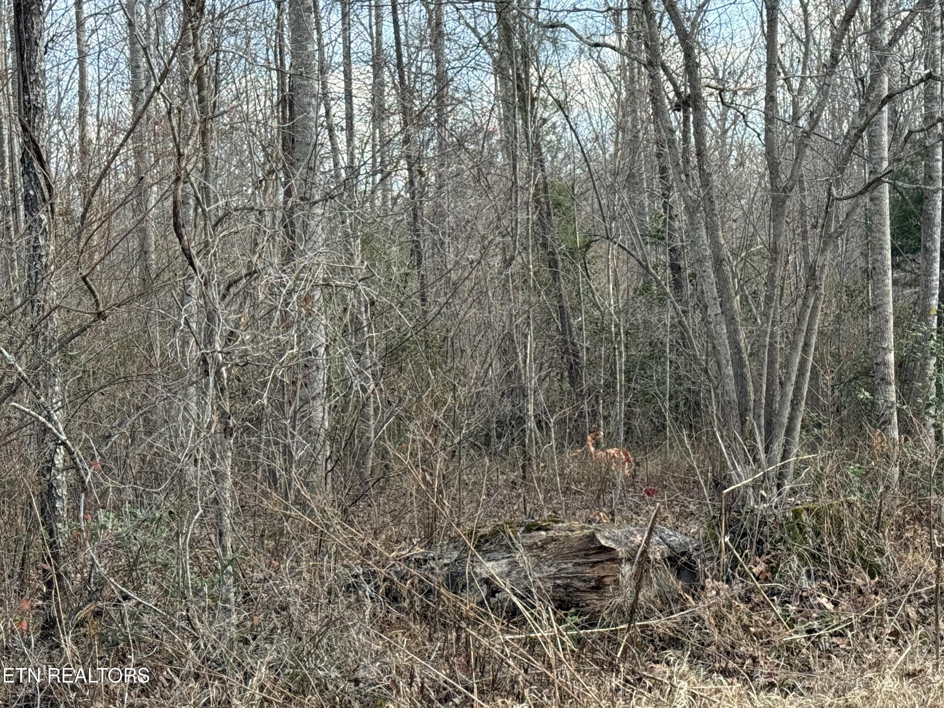 Burch Lane Winfield, TN 37892 - Photo 8 of 10 IMG_4904