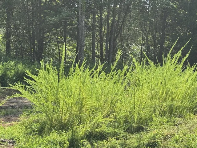 a view of a yard with plants and trees