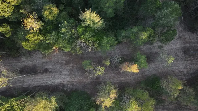 a view of a yard with large trees