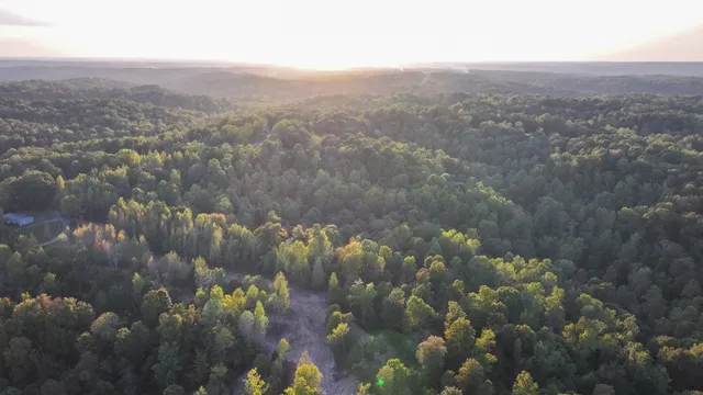 a view of a yard with plants