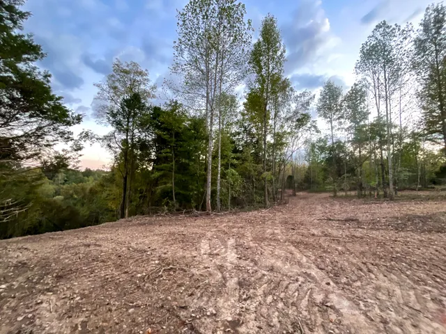 a view of a yard with plants and trees