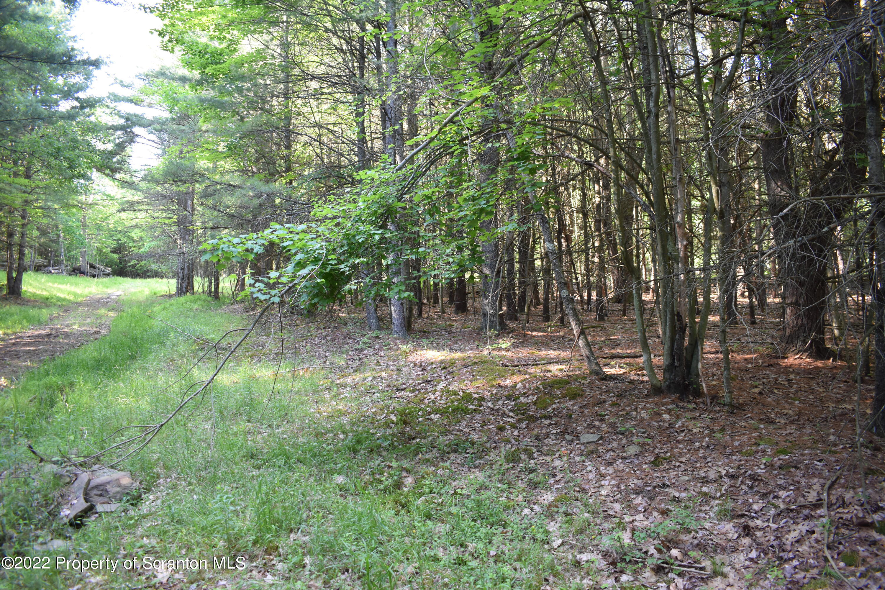 Shamberger Road Brackney, PA 18812 - Photo 22 of 32 Woods