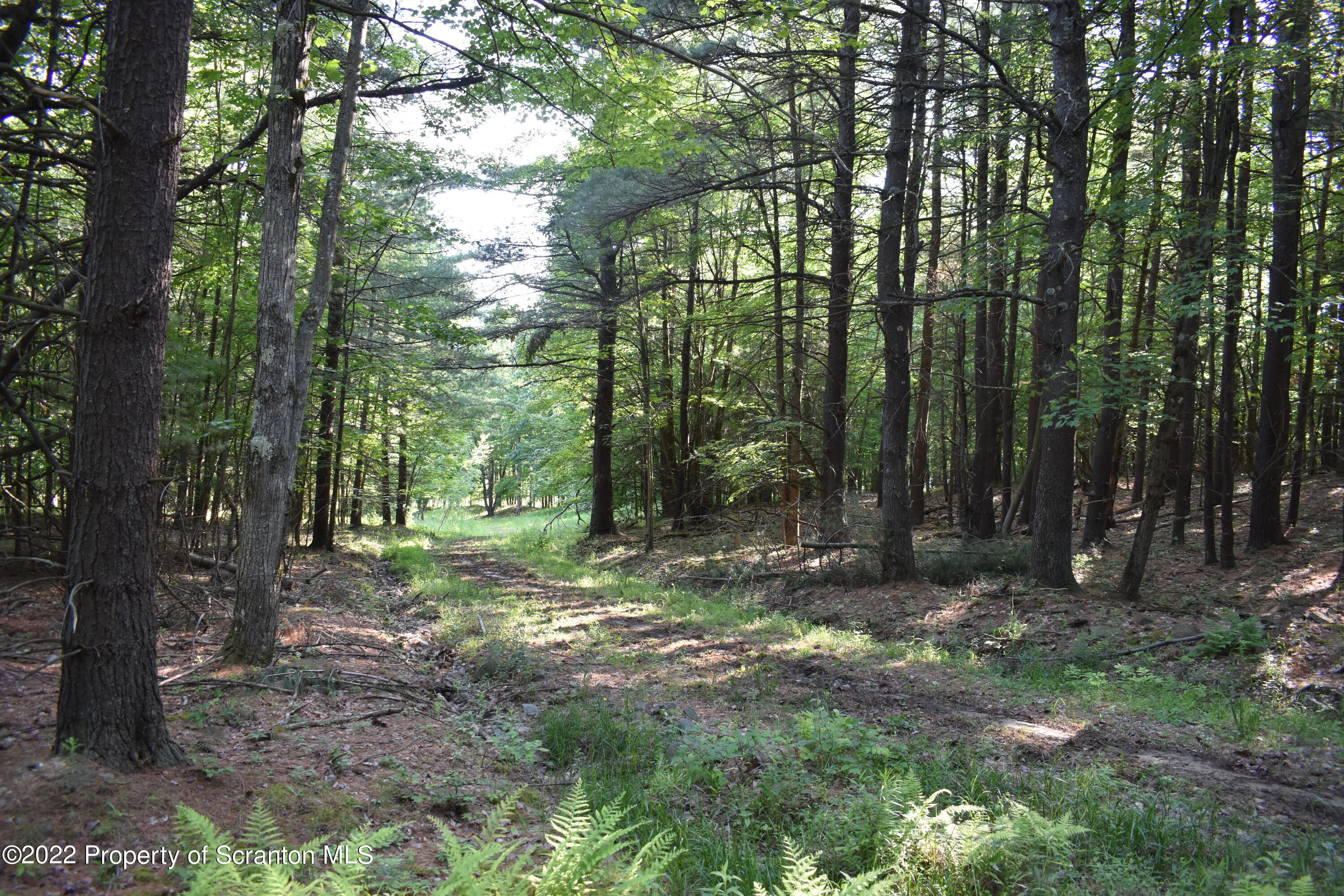 Shamberger Road Brackney, PA 18812 - Photo 23 of 32 Woods