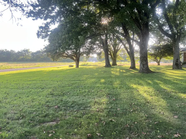 a view of yard with trees