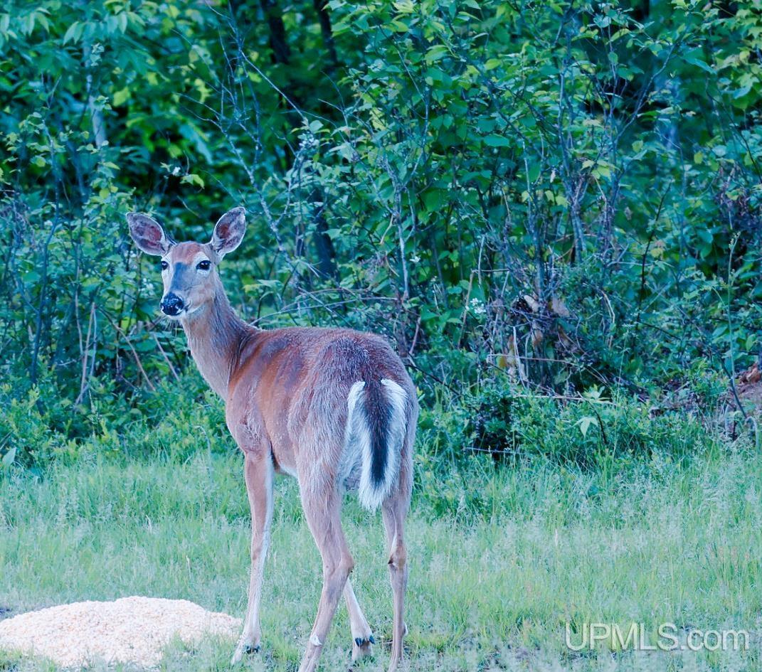 4727 West Floodwood Road Ishpeming, MI 49849 - Photo 70 of 77