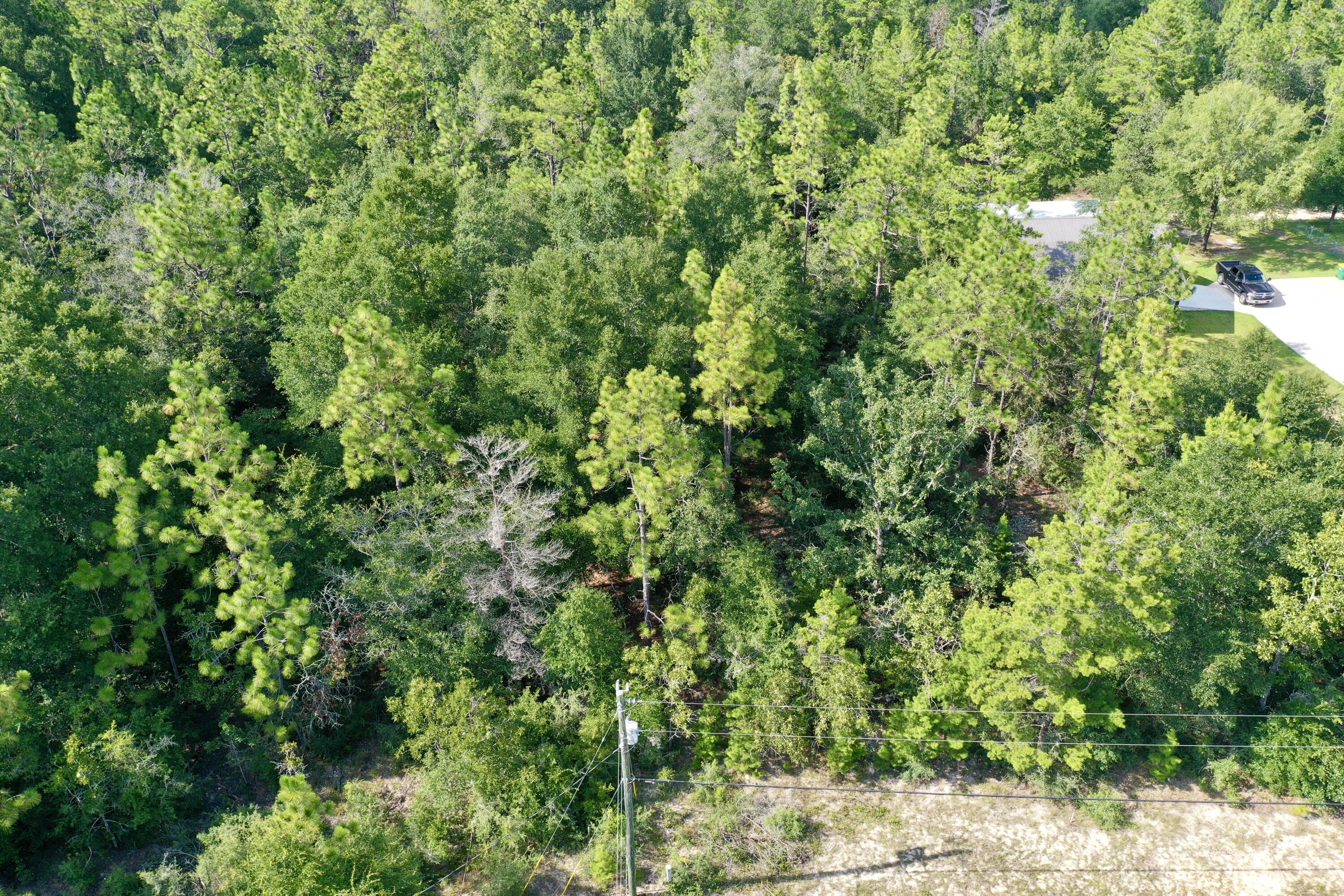 5-ac Possum Ridge Road Crestview, FL 32539 - Photo 4 of 6 a view of a lush green forest