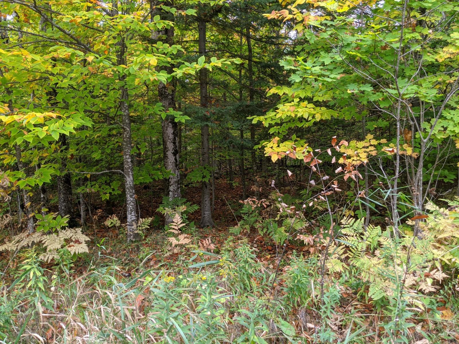Diller Road Germfask, MI 49836 - Photo 11 of 18 Gallery Image 11