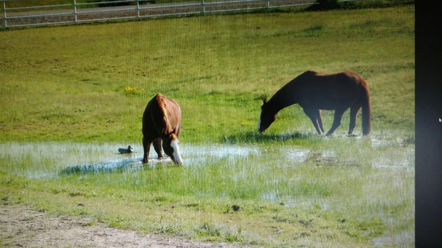 37647 Verde Avenue Madera, CA 93636 - Photo 4 of 12