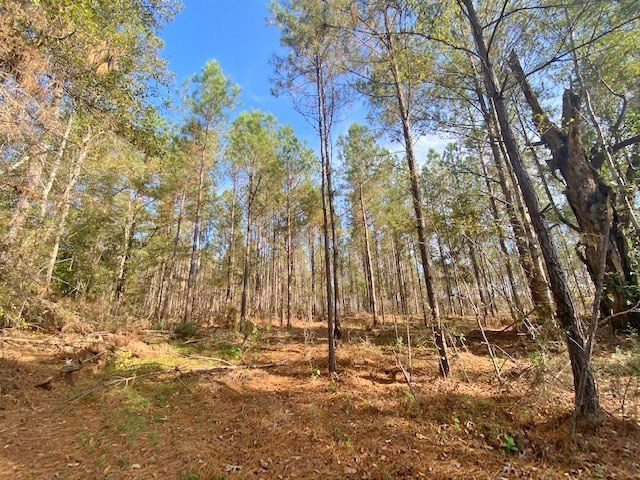 0 Welch Road Liberty, MS 39645 - Photo 2 of 4 Photo 2