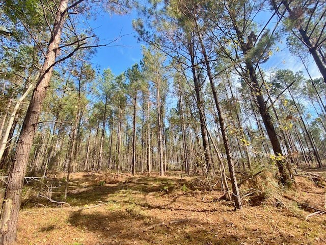 0 Welch Road Liberty, MS 39645 - Photo 3 of 4 Photo 3