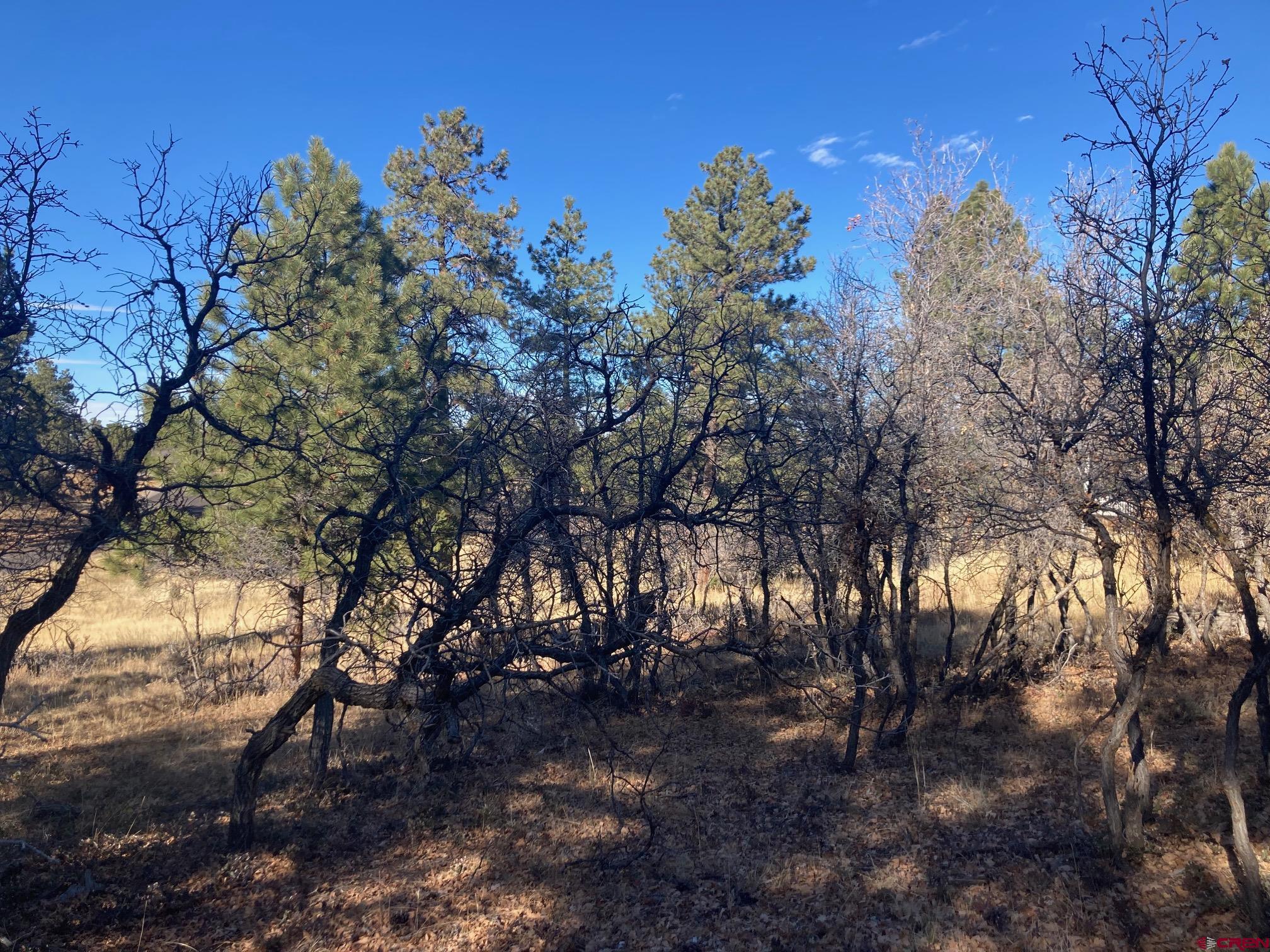 155 Pronghorn Lane Ridgway, CO 81432 - Photo 3 of 13 a view of a forest filled with trees