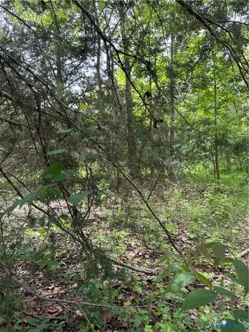 a view of a tree in a garden